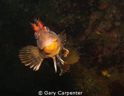 Happy to see you - 
Tompot Blenny (Parablennius gattorug... by Gary Carpenter 
